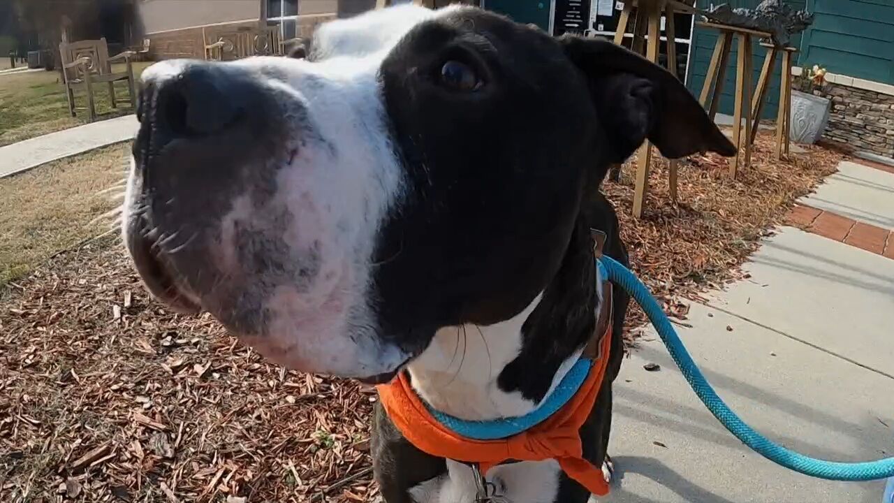McKamey Animal Center introduces Slumber Paw-ty foster program